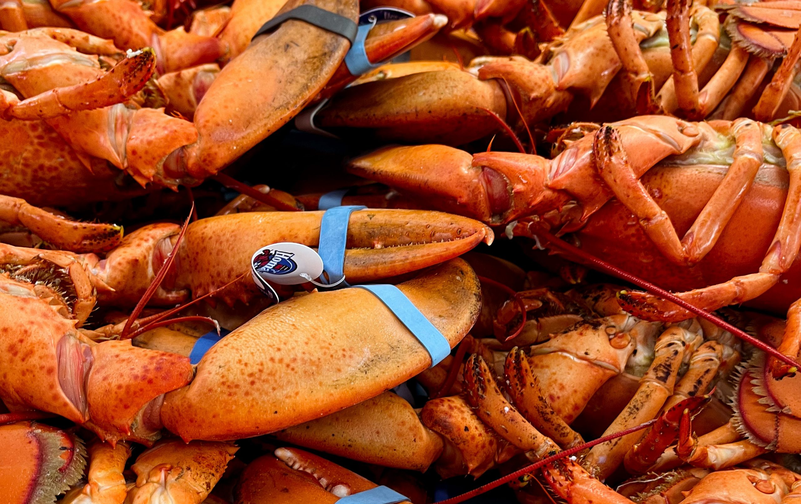 Québec Lobster, Poissons et fruits de mer