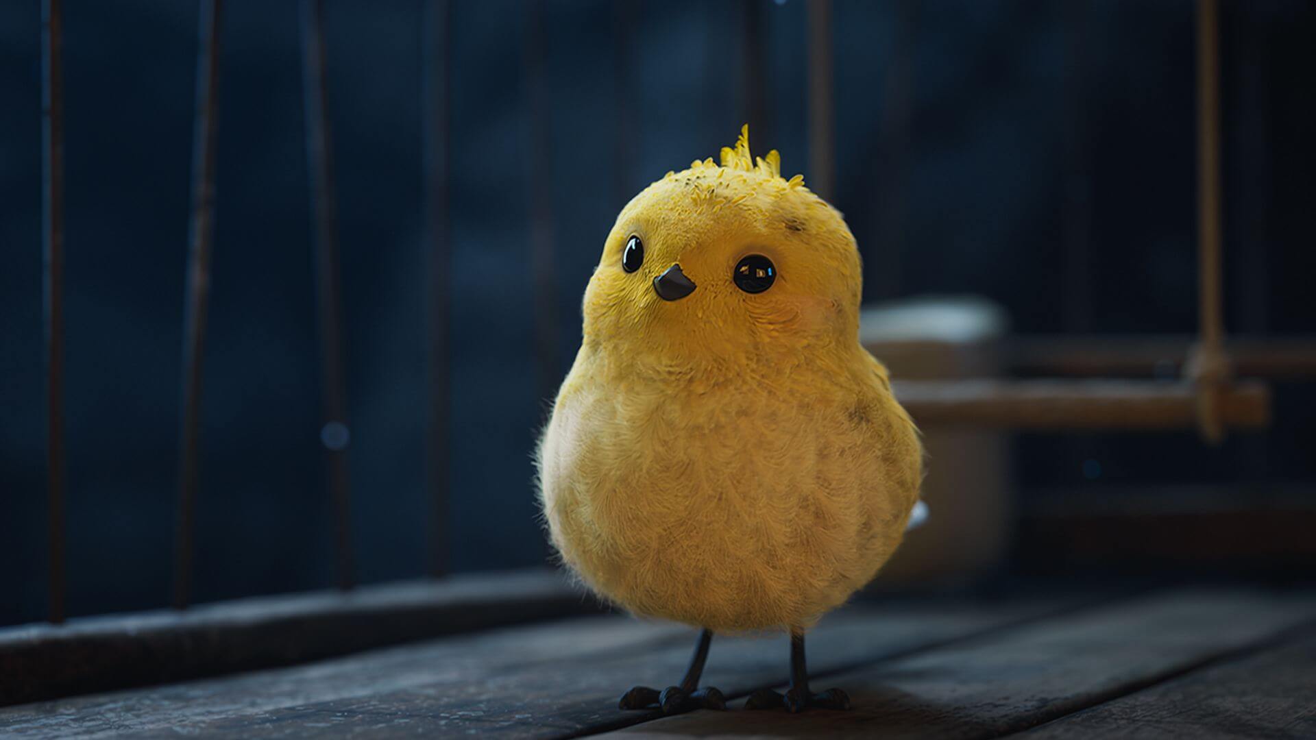 Image du canary dans le court-métrage de Benoit Therriault