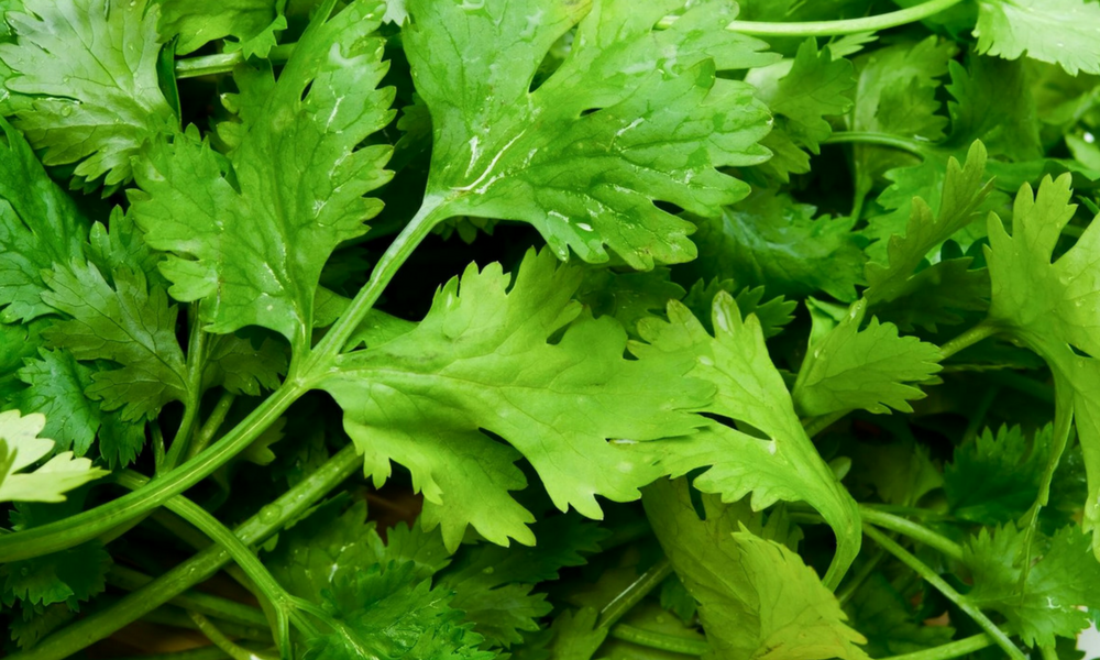 Coriander - Fruits and vegetables | Montreal&#39;s Public Markets