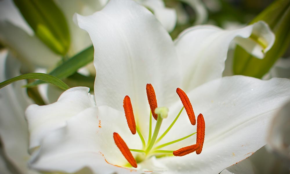 Lily, Fleurs, plantes et fines herbes