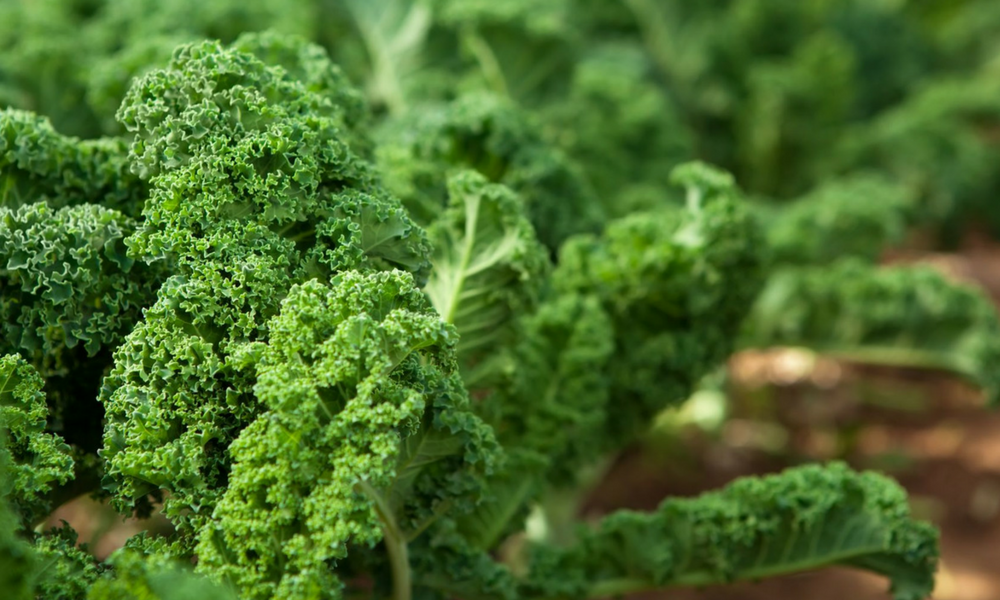 Kale, Fruits et légumes