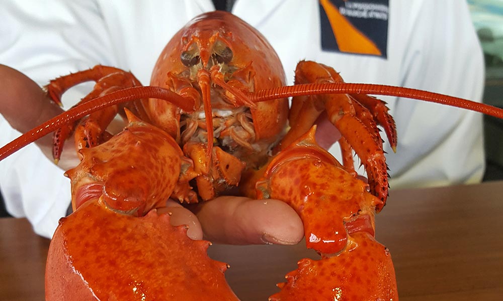 Québec Lobster, Poissons et fruits de mer