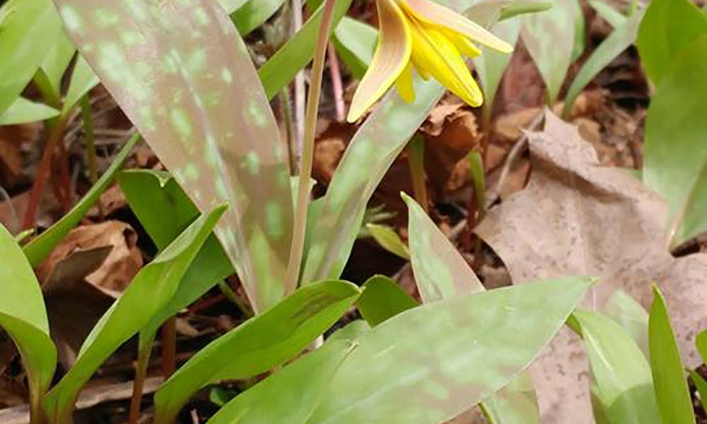 Trout lily, Produits forestiers